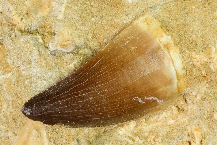 Mosasaur (Prognathodon) Tooth In Rock - Morocco #154895